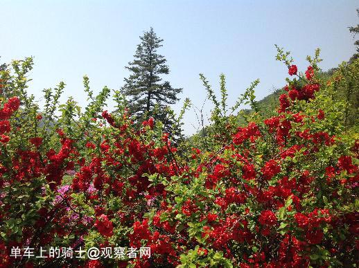 朝鮮的“資本主義尾巴”