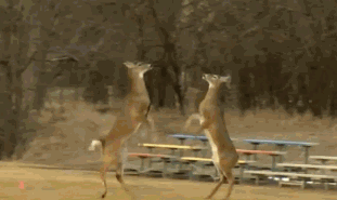 又見另存為:安全王進去,翔的女人出來。