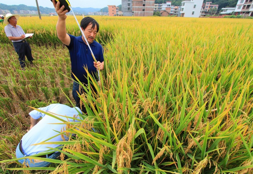 農業部專家組對新疆生產建設兵團的146畝“水稻機械精量旱穴播技術與機具”示範田進行了精準測產驗收