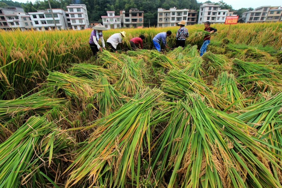 新疆建設兵團水稻畝產超1噸,打破袁隆平超級稻紀錄