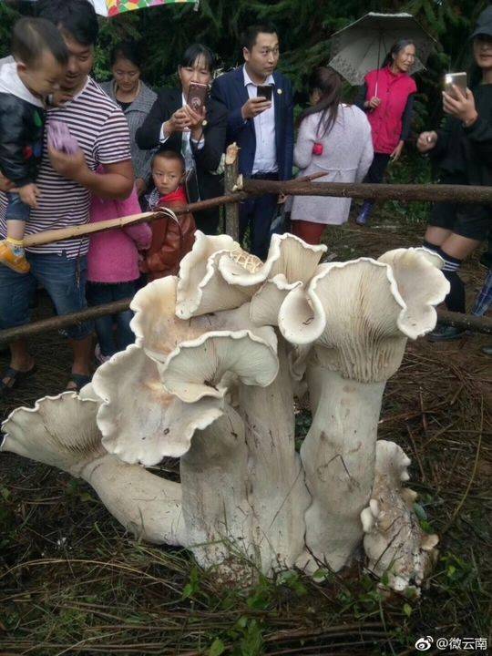 點擊查看大圖 點擊查看大圖