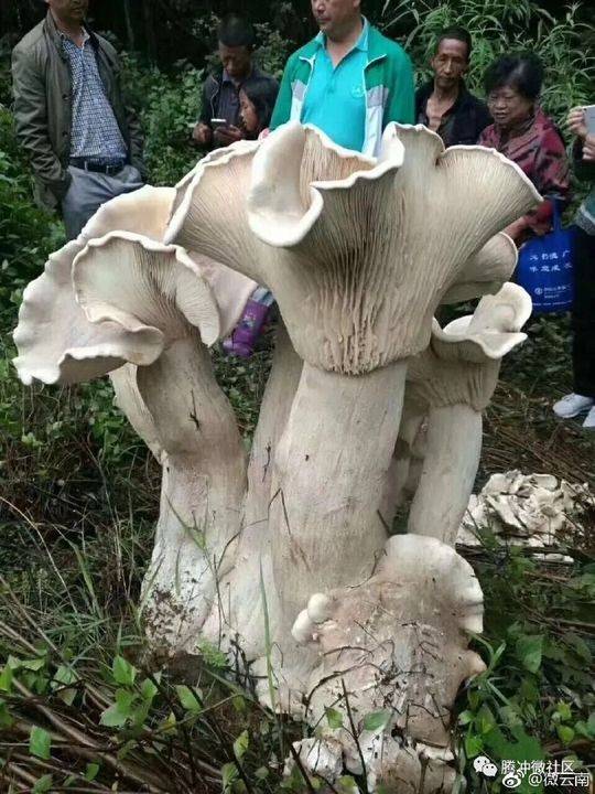 點擊查看大圖 點擊查看大圖