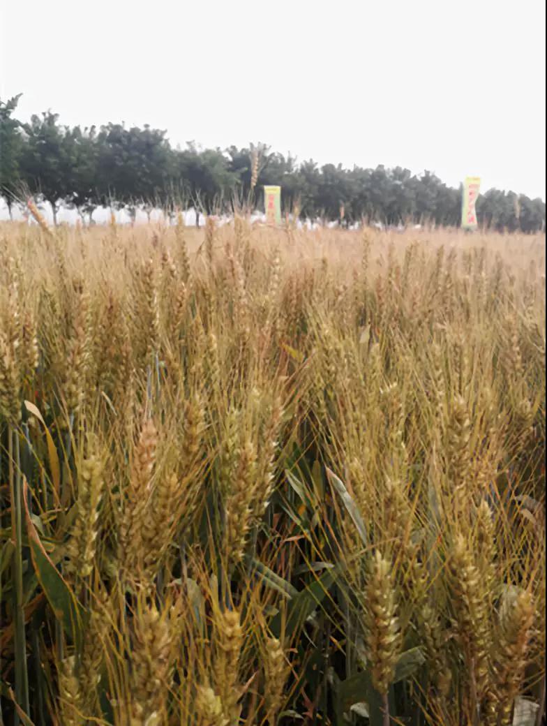 點擊查看大圖 點擊查看大圖