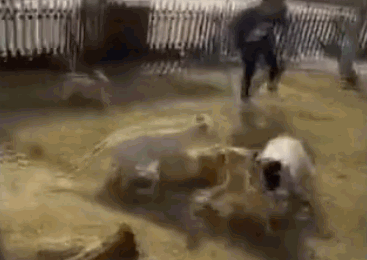 點擊查看大圖 點擊查看大圖