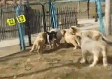 點擊查看大圖 點擊查看大圖