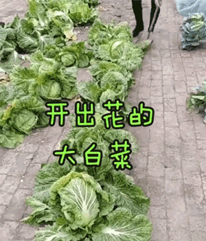 點擊查看大圖 點擊查看大圖