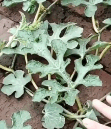 點擊查看大圖 點擊查看大圖