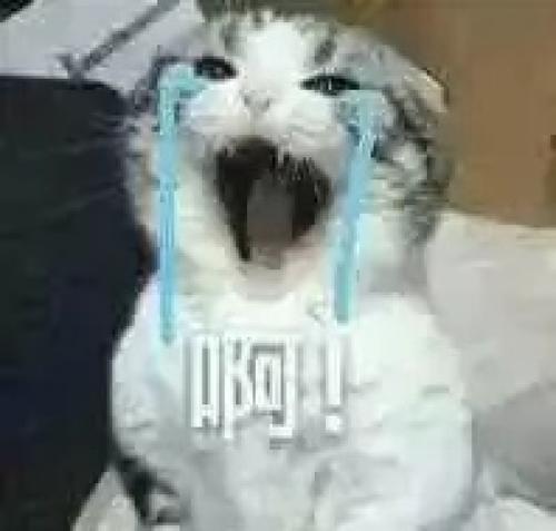 點擊查看大圖 點擊查看大圖