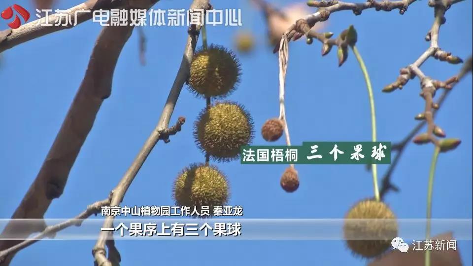 點擊查看大圖