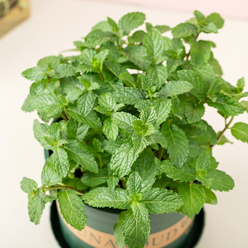 點擊查看大圖 點擊查看大圖